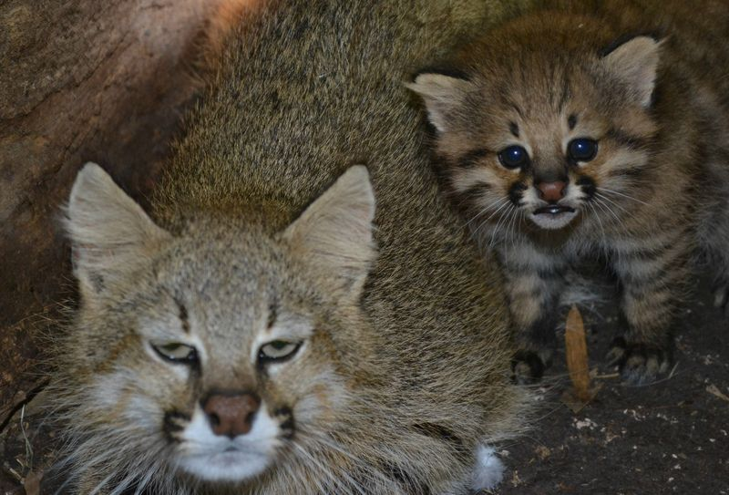 Illustration for article titled ZOMG BABY PAMPAS CATS!!!